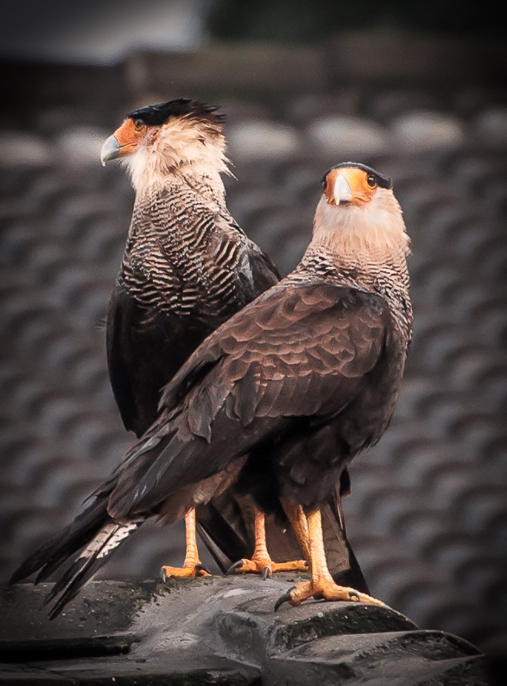 Schopfkarakara (Caracara plancus) - Picture Bird