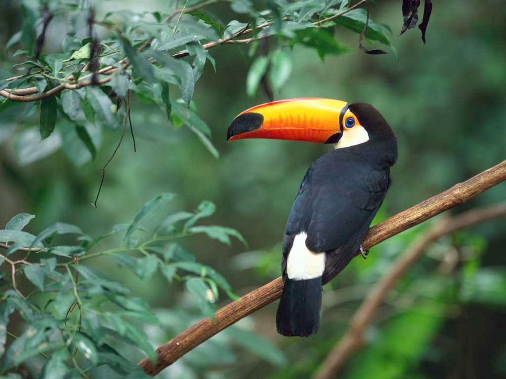 Tukane (Ramphastos) Picture Bird