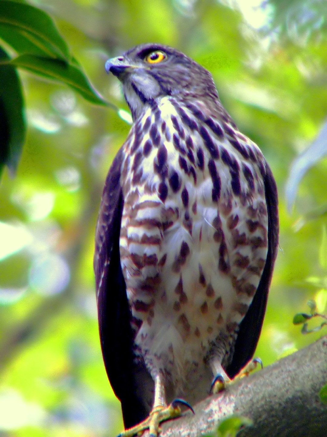 カンムリオオタカ（冠大鷹） (Accipiter trivirgatus) - Picture Bird