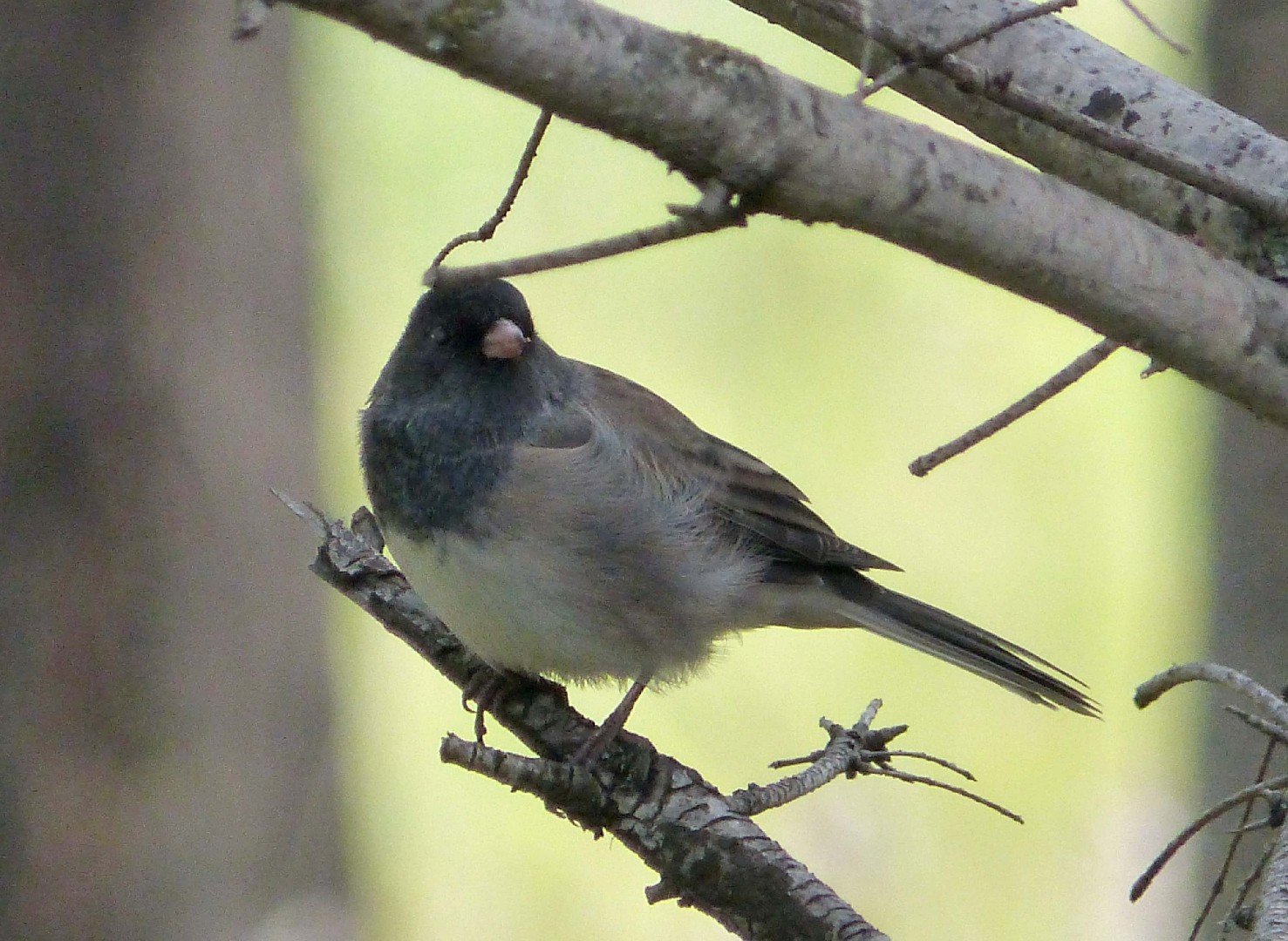 Junco Hyemalis Oreganus Junco Hyemalis Oreganus Picture Bird