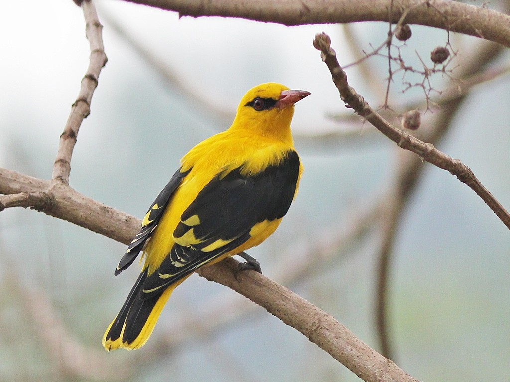 Oriolus kundoo (Oriolus kundoo) - Picture Bird