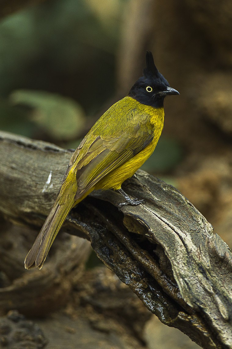 Pycnonotus (Pycnonotus) Picture Bird
