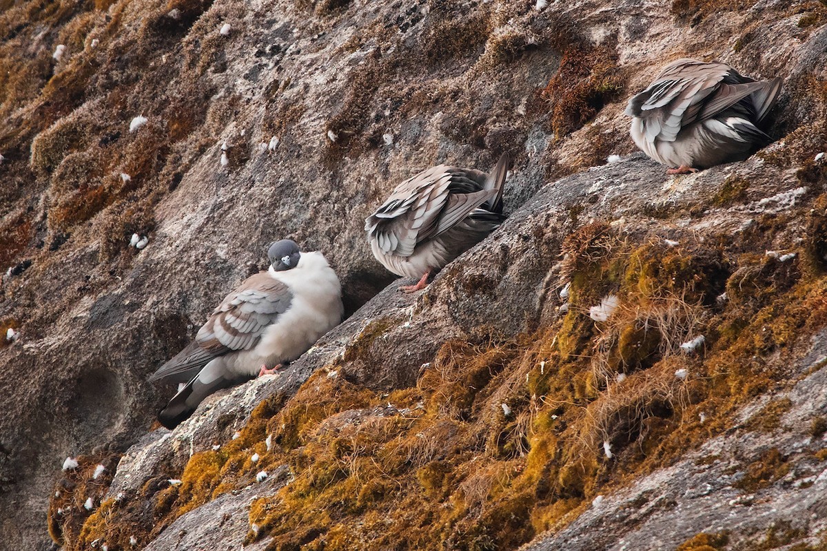 Белогрудый голубь (Columba leuconota) - Picture Bird