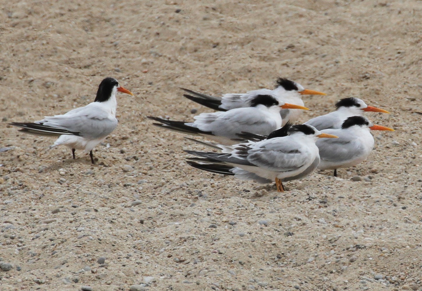 Charrán elegante (Thalasseus elegans) Picture Bird