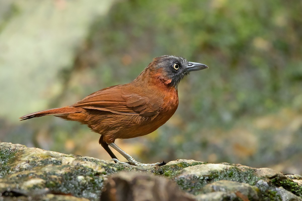 Stachyris (Stachyris) Picture Bird