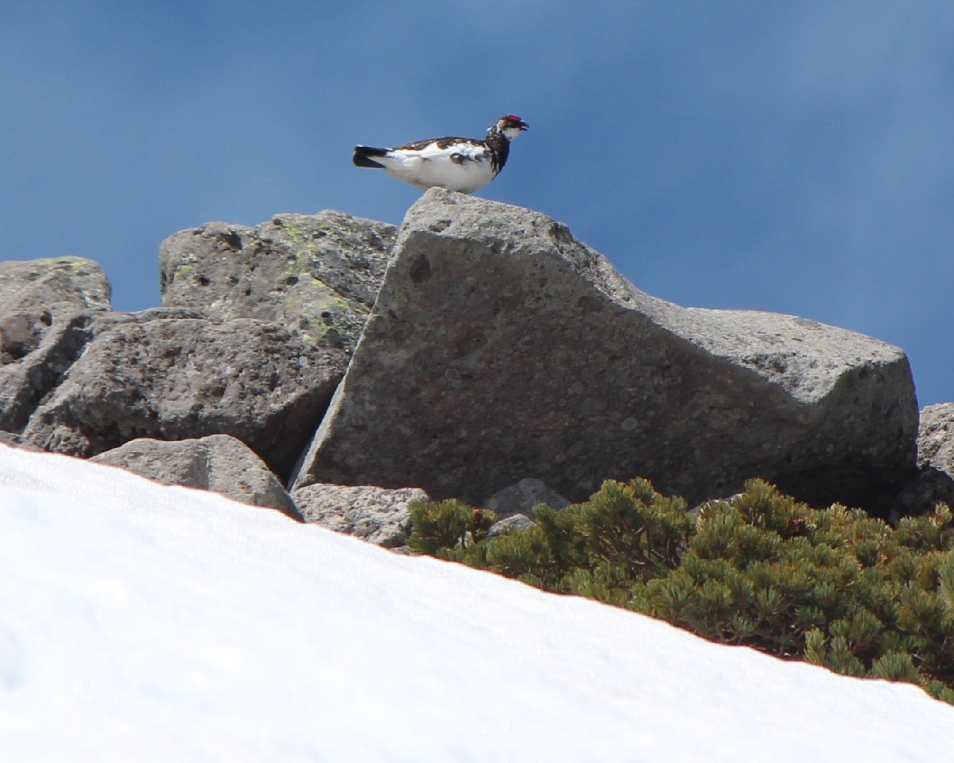 Lagopus muta japonica (Lagopus muta japonica) Picture Bird