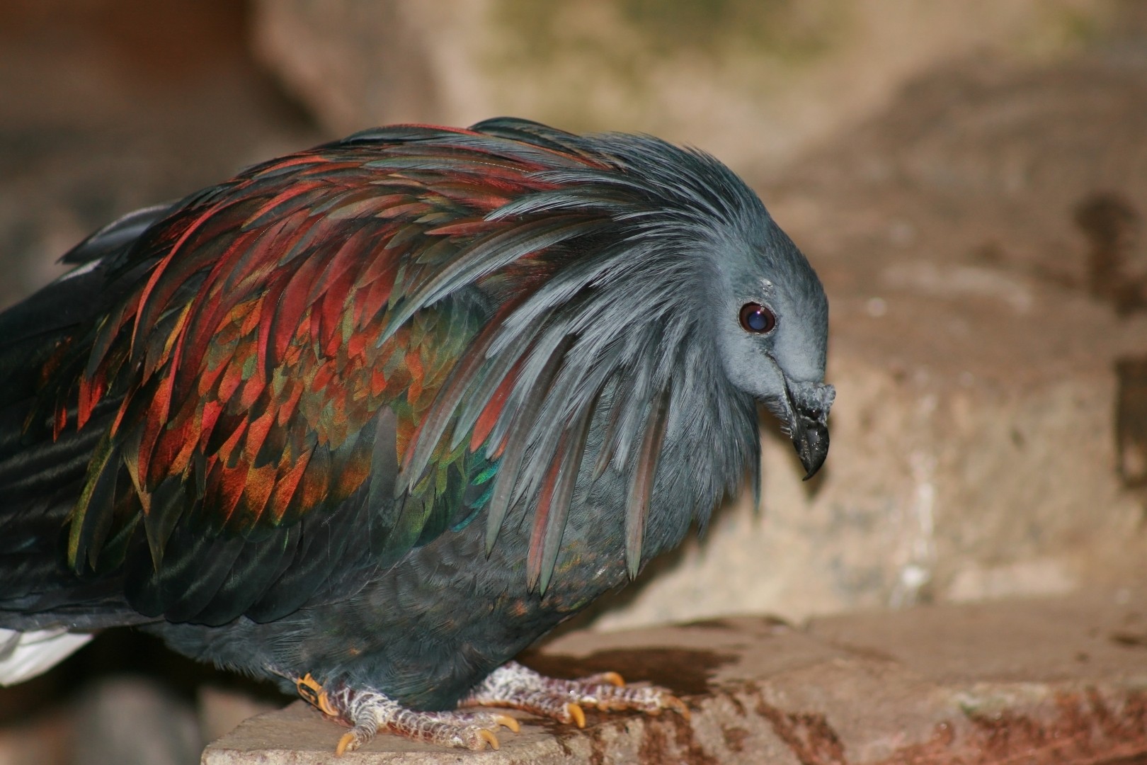 ミノバト Caloenas Nicobarica Picture Bird