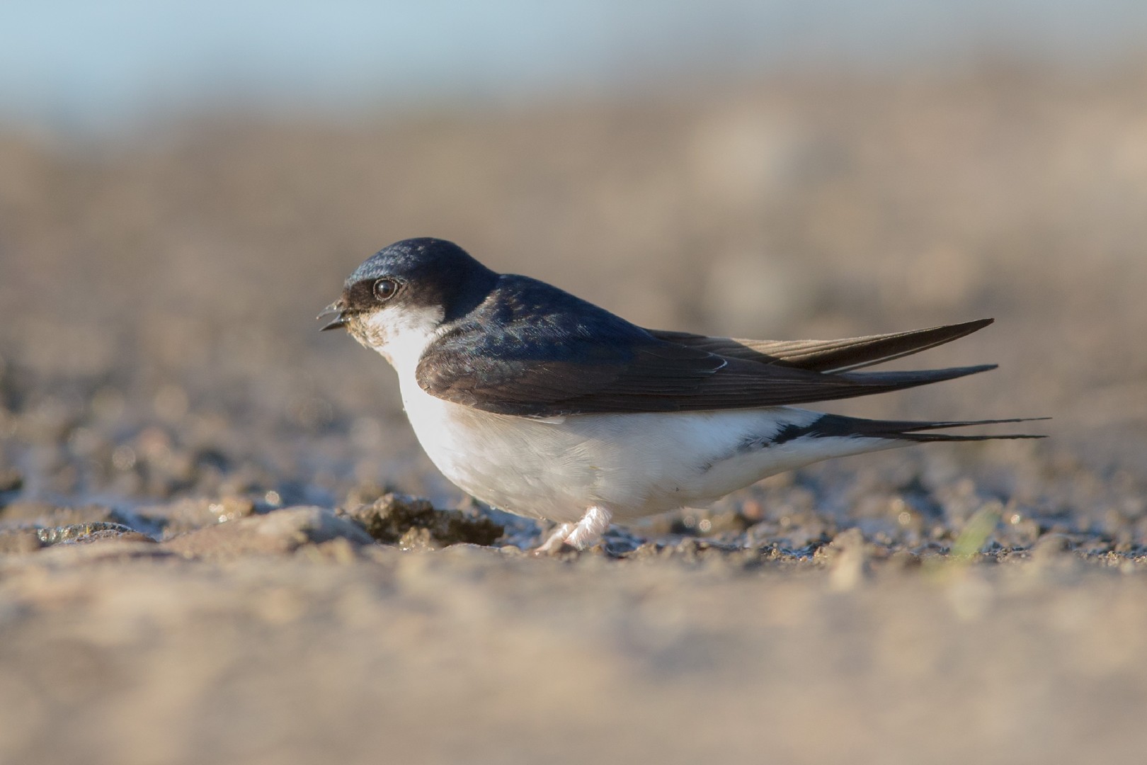 Воронки (Delichon) - Picture Bird