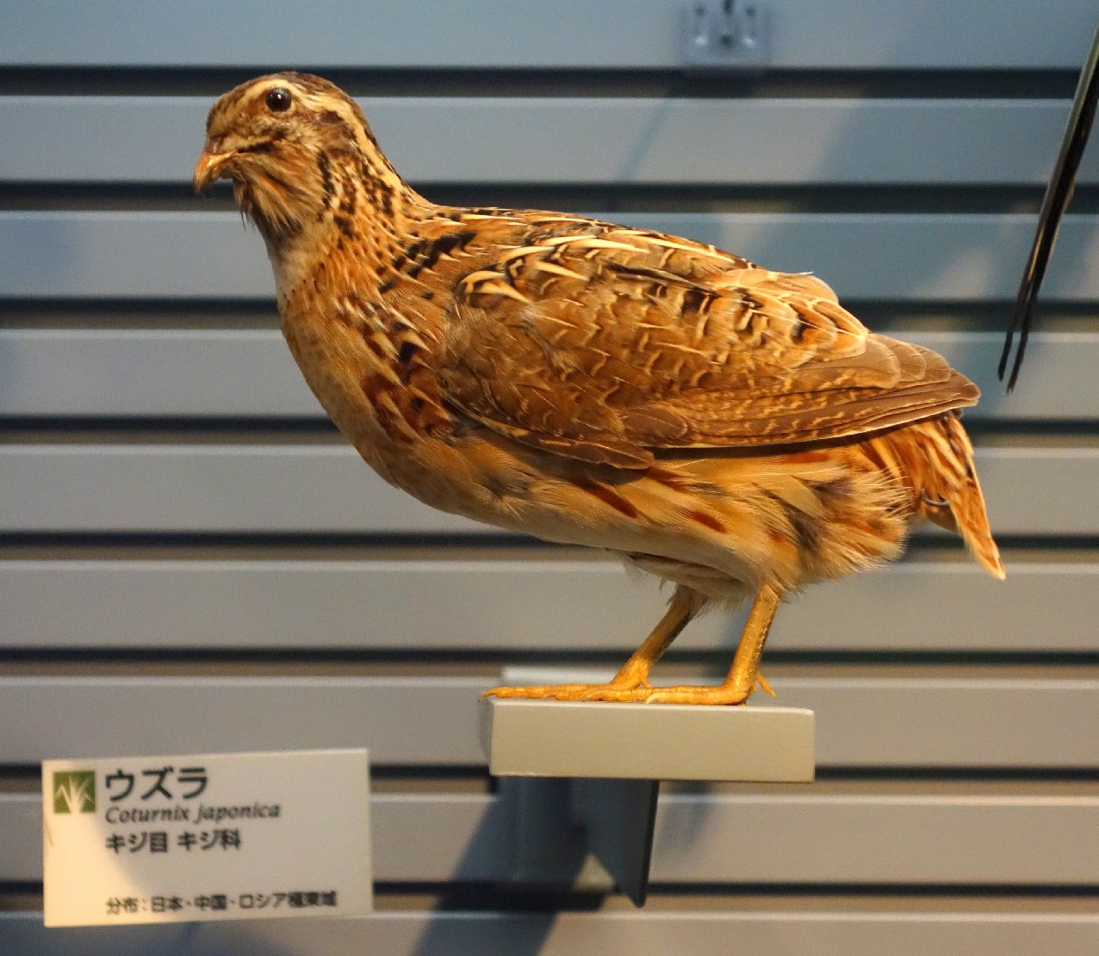 Codorniz Japonesa Coturnix Japonica Picture Bird