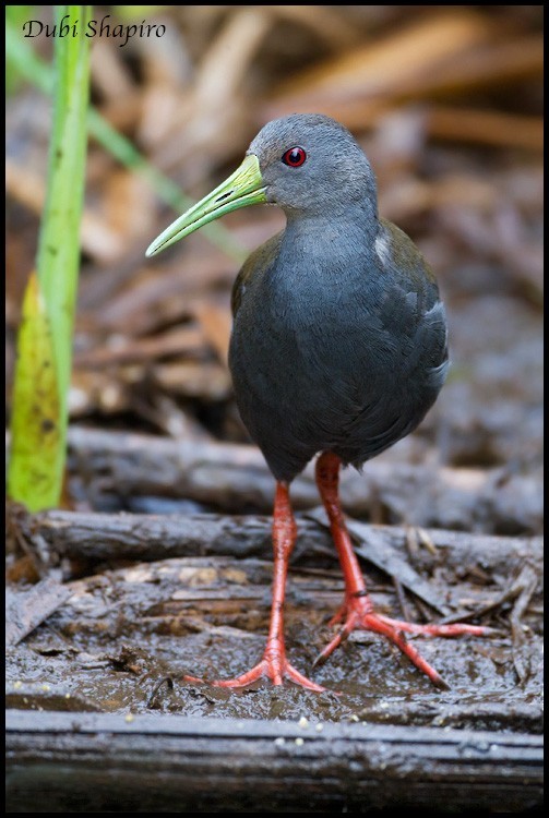 Rascón negruzco (Pardirallus nigricans) - Picture Bird