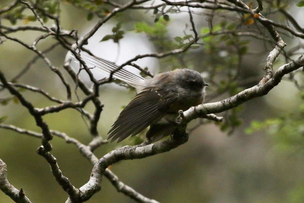 Rhipidura fuliginosa fuliginosa (Rhipidura fuliginosa fuliginosa