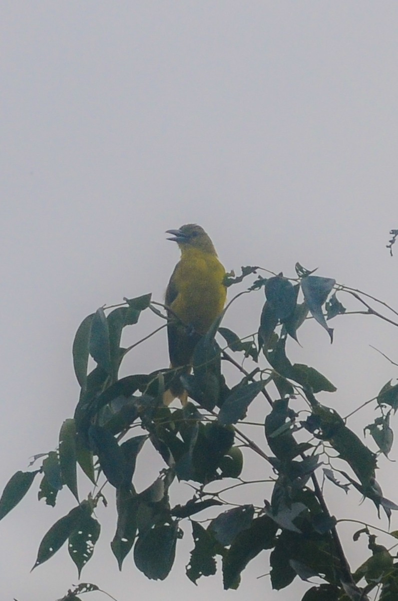 Oropéndola de Isabela (Oriolus isabellae) Picture Bird