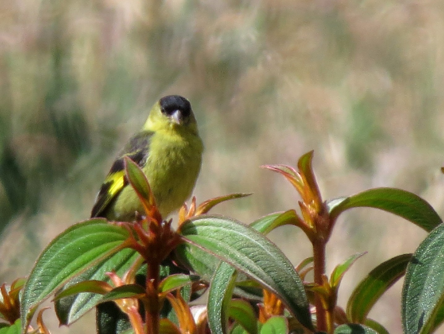Андский чиж (Spinus spinescens) - Picture Bird