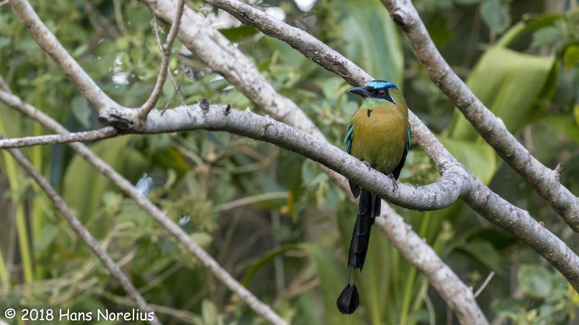 Momoto diademado (Momotus momota lessonii) - Picture Bird