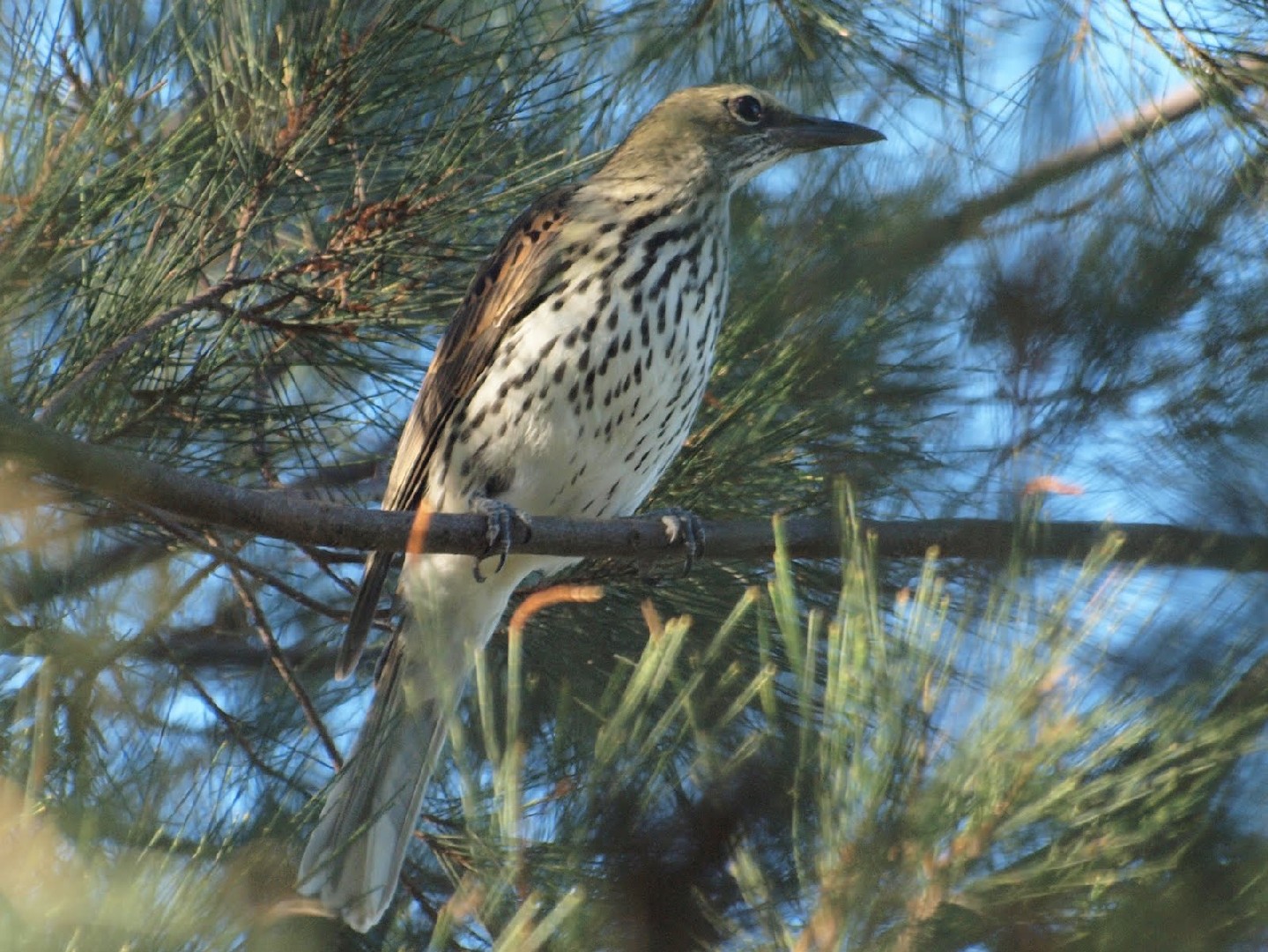Полосатая иволга (Oriolus sagittatus) - Picture Bird