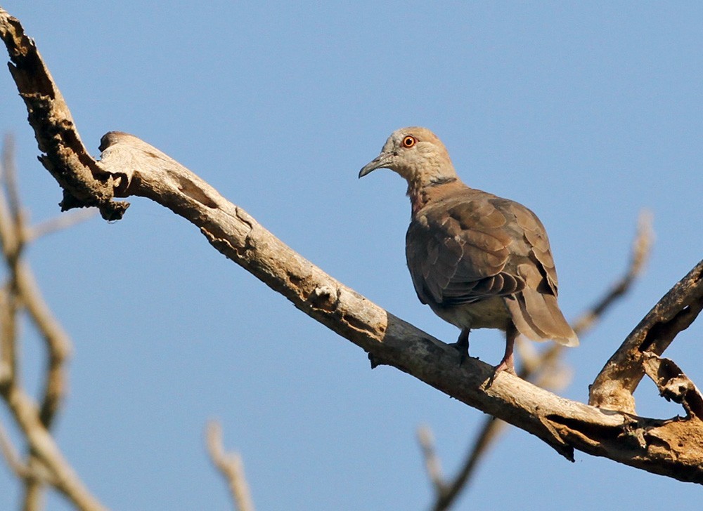 Tórtola Bicollar De La Sonda (Streptopelia Bitorquata) - Picture Bird