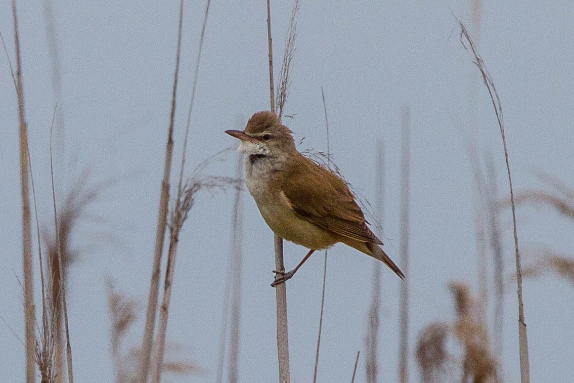 ニシオオヨシキリ Acrocephalus Arundinaceus Picture Bird