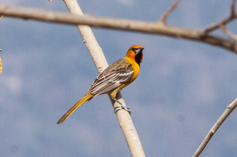 Bolseros (Icterus) Picture Bird
