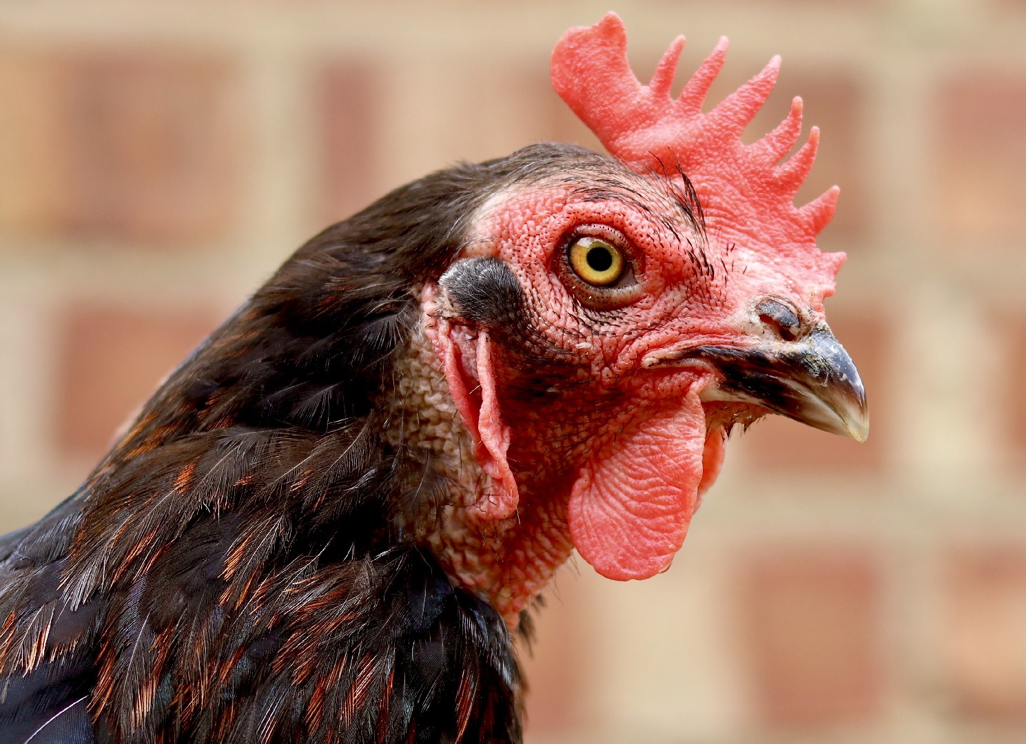 Gallus Gallus Domesticus Burford Brown Gallus Gallus Domesticus Burford Brown Picture Bird