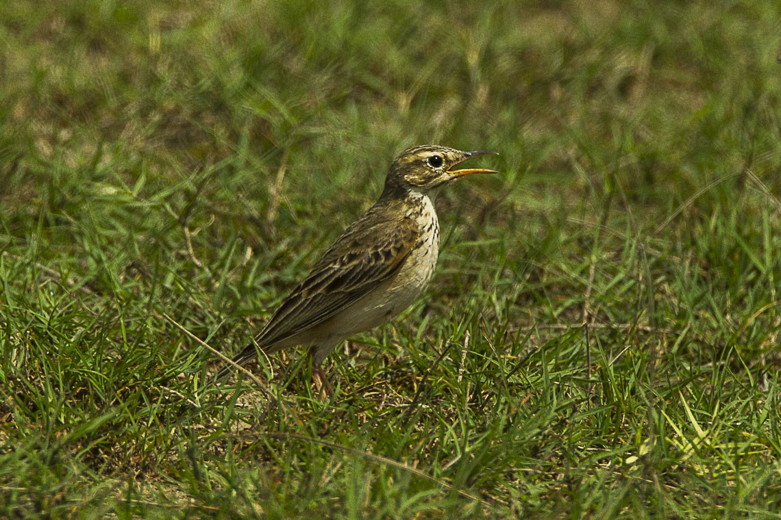 タヒバリ属 Anthus Picture Bird