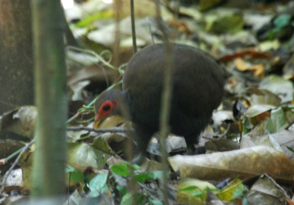 Philippine megapode (Megapodius cumingii) Picture Bird