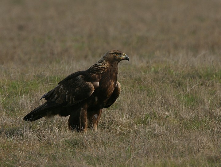 Águila real (Aquila chrysaetos) - Picture Bird