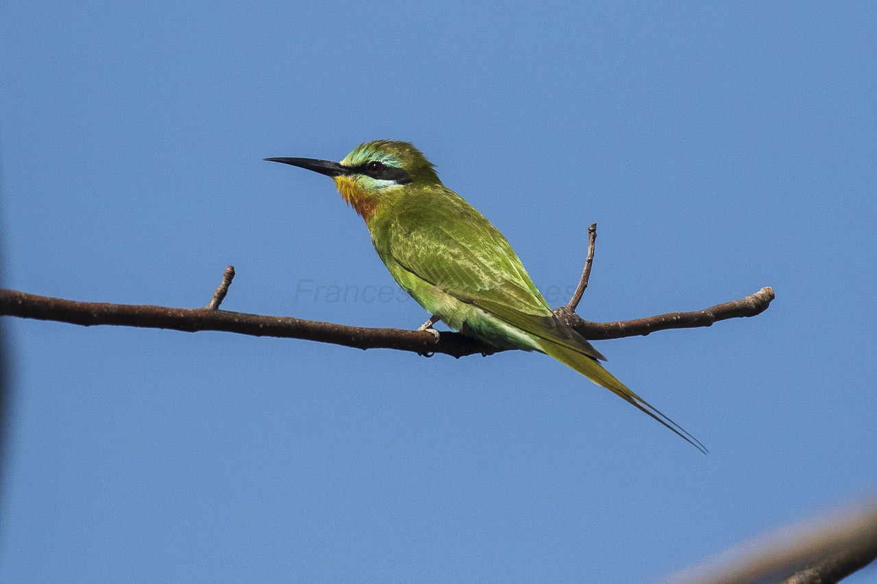 ハチクイ属 Merops Picture Bird