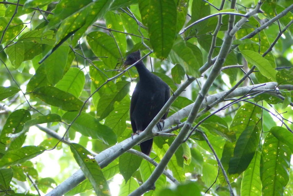 ツカツクリ (Megapodius Picture Bird
