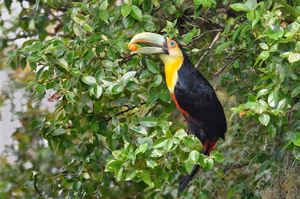 Tucán bicolor (Ramphastos dicolorus) - Picture Bird
