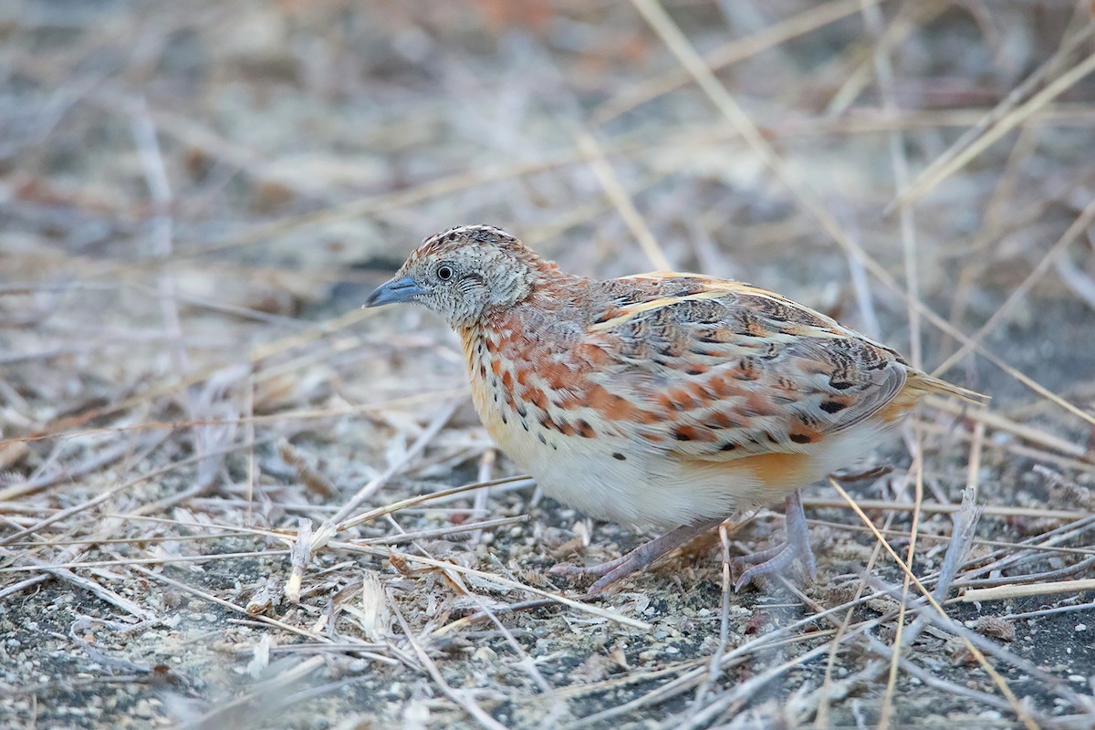 Laufhühnchen (Turnix sylvaticus) Picture Bird