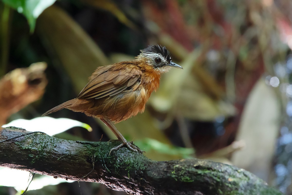 Javaanse Zwartkapjungletimalia (Pellorneum capistratum) - Picture Bird