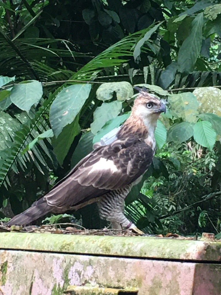 Nisaetus (Nisaetus) Picture Bird