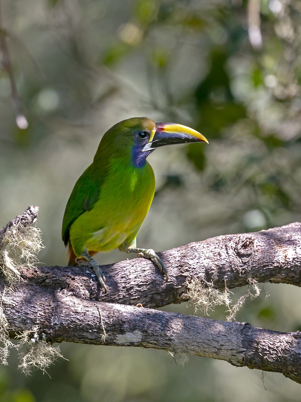 Blauwkeelarassari (Aulacorhynchus caeruleogularis) Picture Bird
