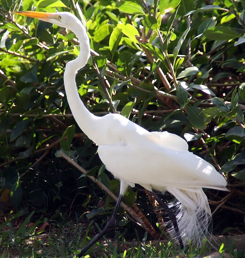 蒼鷺屬 Ardea Picture Bird