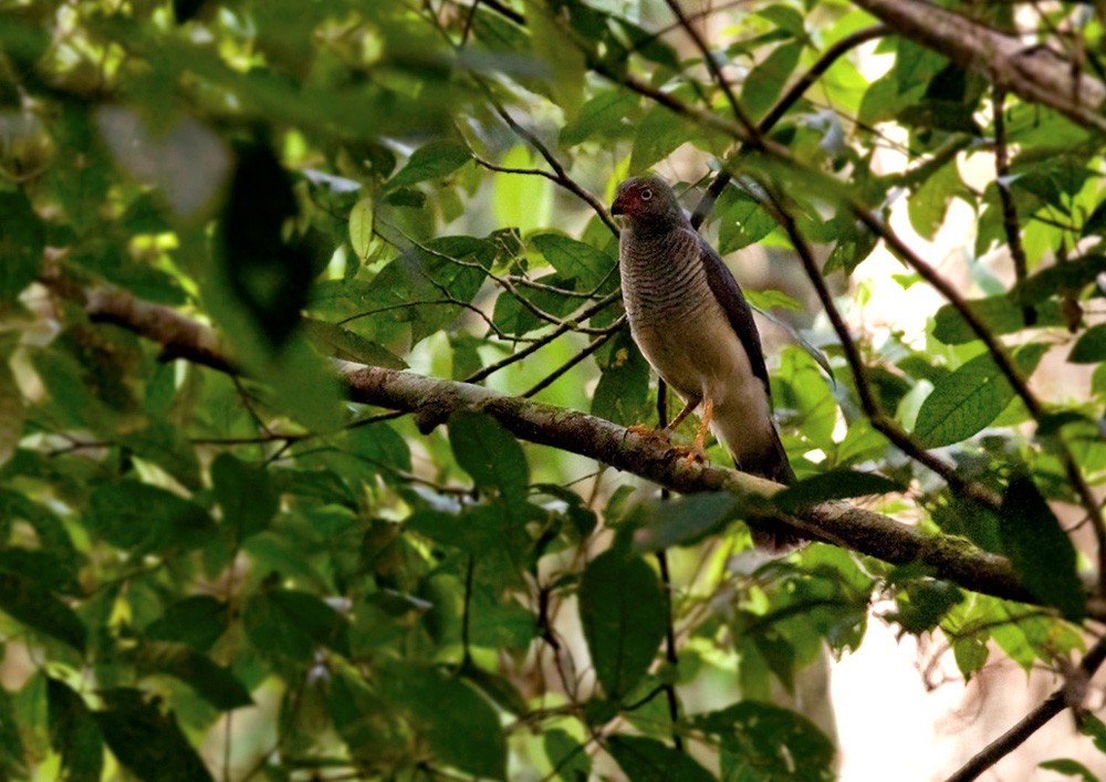 Halcón montés cabecigrís (Micrastur gilvicollis) Picture Bird