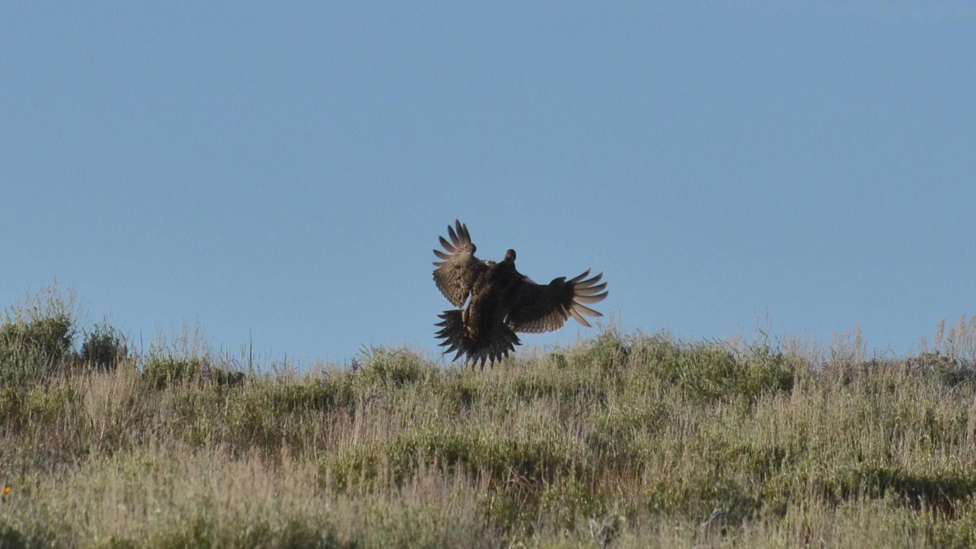 キジオライチョウ Centrocercus Urophasianus Picture Bird