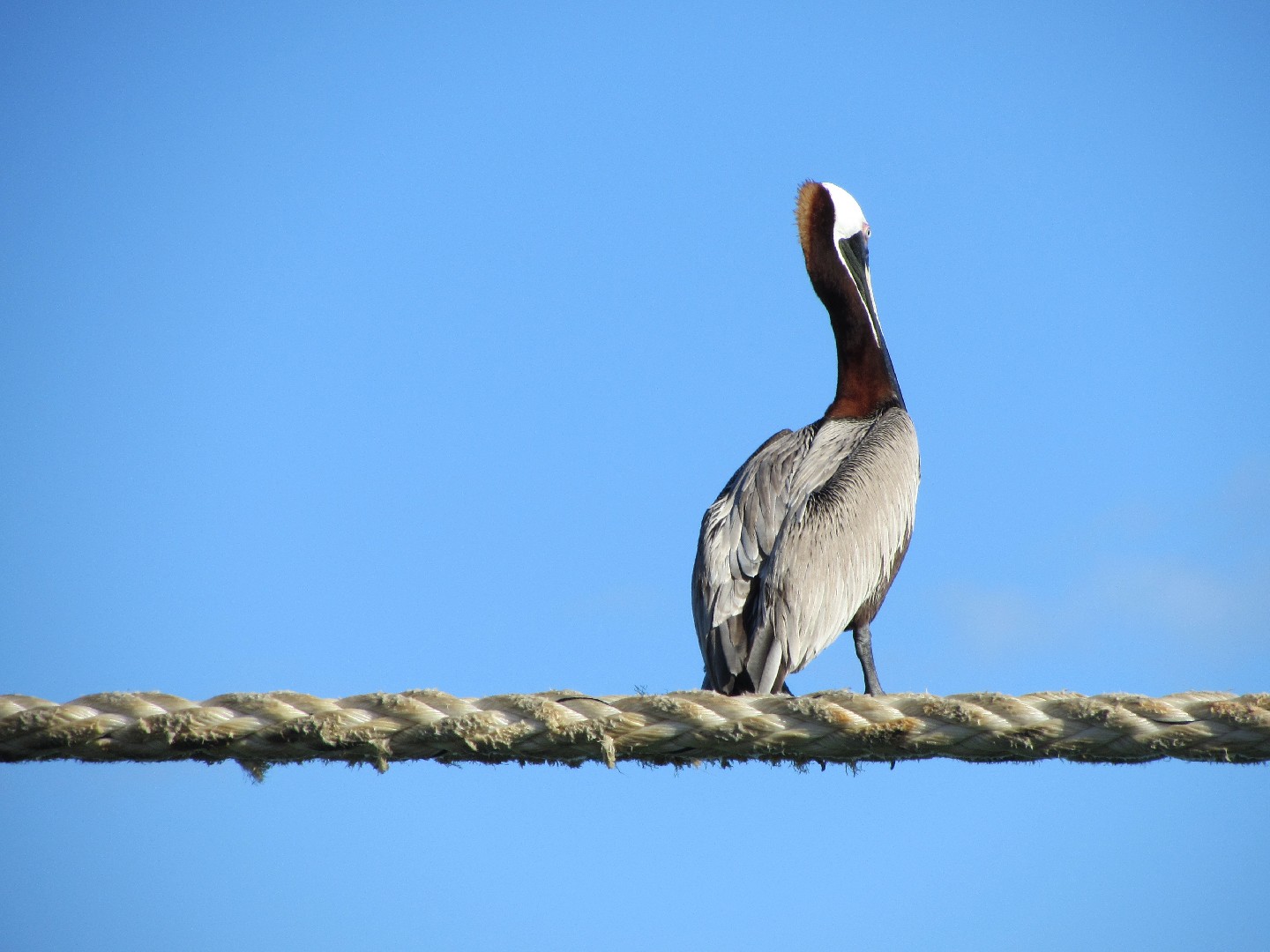 Pelecanus occidentalis occidentalis (Pelecanus occidentalis ...