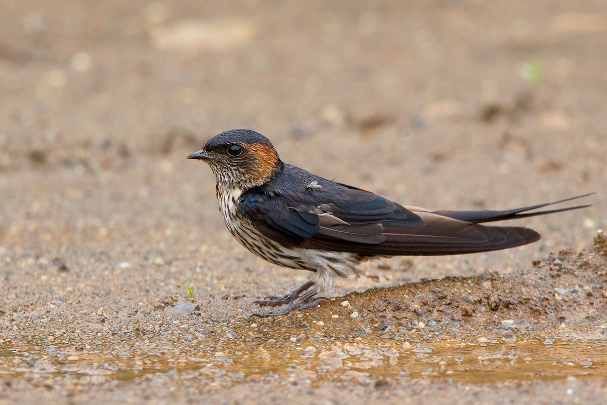 Golondrina estriada (Cecropis striolata) Picture Bird