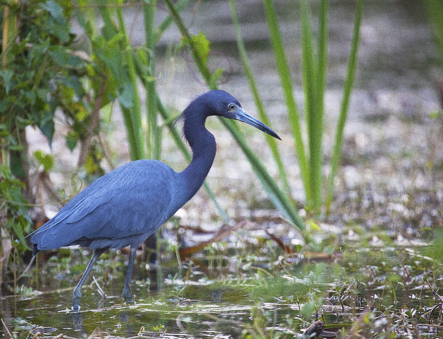 Garceta azul (Egretta caerulea) - Picture Bird