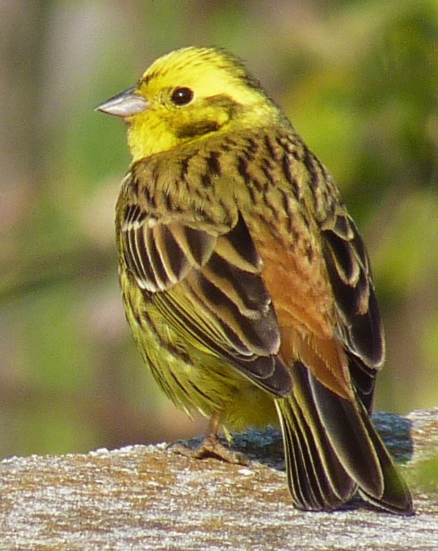 Обыкновенная овсянка (Emberiza citrinella) - Picture Bird
