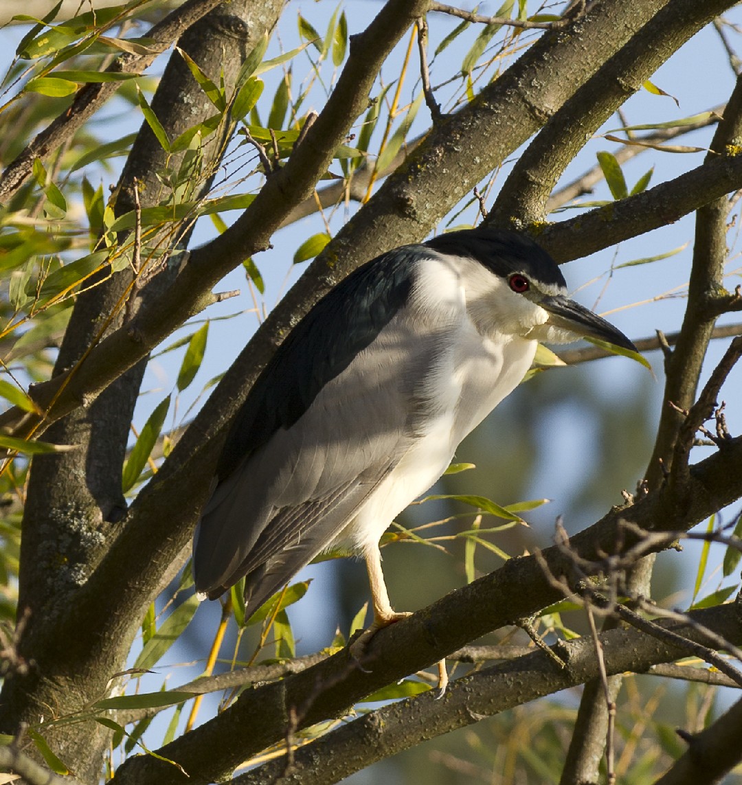 ゴイサギ Nycticorax Nycticorax Nycticorax Picture Bird