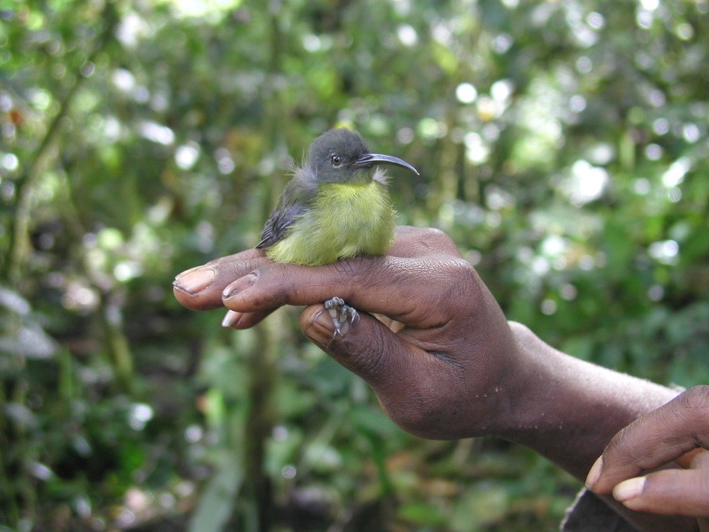 Picudo cabecigrís (Toxorhamphus poliopterus) Picture Bird