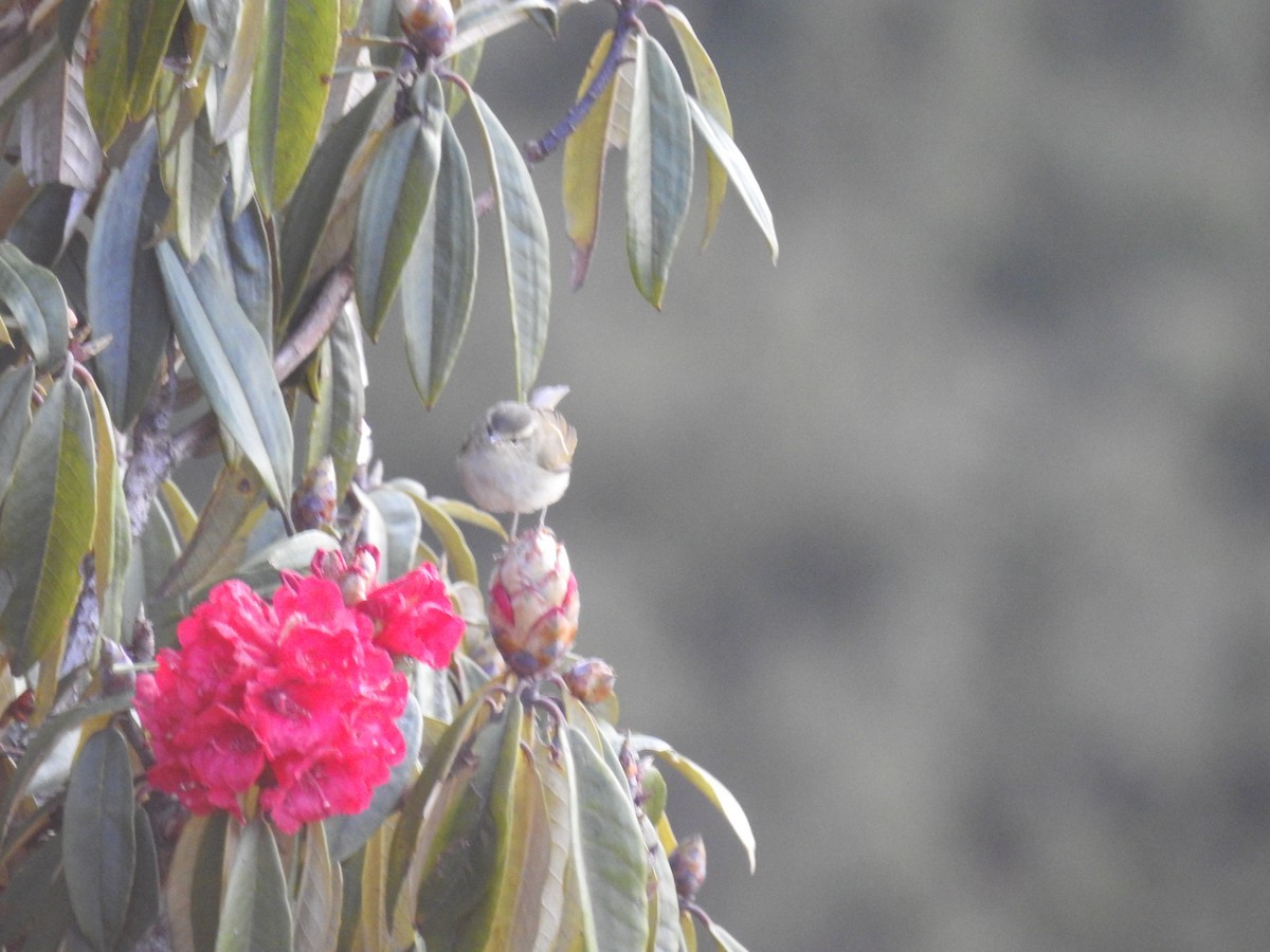 Золотополосая пеночка (Phylloscopus pulcher) Picture Bird