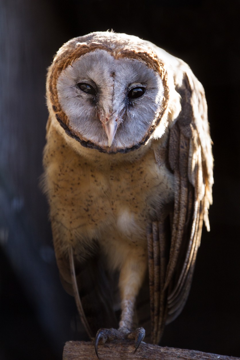 Tyto (Tyto) Picture Bird